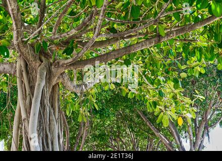 Albero tropicale di banyan, ficus benghalensis, in pianta vicina Foto Stock