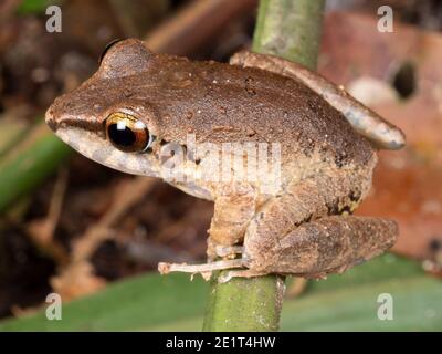 Malkin's Rain Frog (Pristimantis malkini) nella foresta pluviale, Ecuador Foto Stock