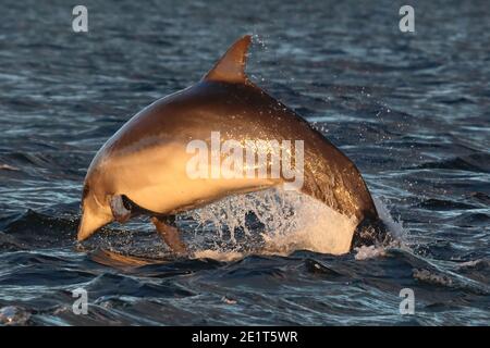 Delfino a collo di bottiglia (Tursiops truncatus) che brola nel Moray Firth, Scozia. Foto Stock