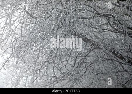 Exmoor, Somerset, Regno Unito. 9 gennaio 2021. Temperature di congelamento su Exmoor creare hoarfrost sugli alberi, creando un gelido paese delle meraviglie. Credit: Natasha Quarmby/Alamy Live News Foto Stock