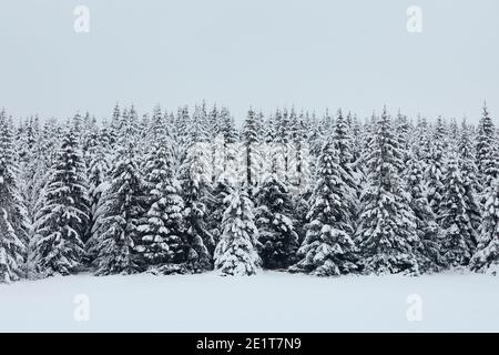 Scena invernale nella foresta di montagna durante il giorno gelido. Alberi innevati dopo la bizzarda, Monti Jizera, Repubblica Ceca Foto Stock