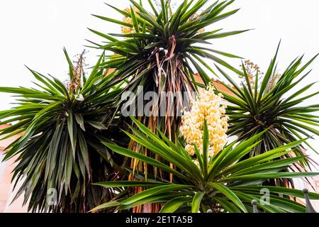 Fiore giallo di una palma in Cala Figuera Mallorca Spagna. Foto Stock