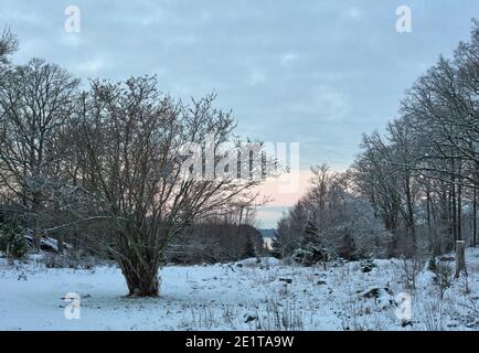 Prato invernale con alberi a Bogesundslandet, tra Sandvreten e Kvarnberget, fuori Vaxholm, Svezia Foto Stock