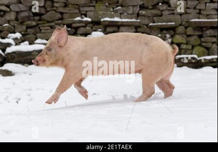 Hawes, North Yorkshire, Regno Unito. I maiali felici certamente non hanno avuto bisogno delle loro coperte per un galoppo intorno nella neve, poichè positivamente hanno goduto saltare e giocare nella copertura della neve in una fattoria vicino Hawes nel Nord Yorkshire. Credit: Wayne HUTCHINSON/Alamy Live News Foto Stock