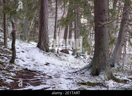 Foresta durante l'inverno con un po' di neve, vicino a Kvarnberget a Bogesundslandet, Vaxholm, Svezia Foto Stock