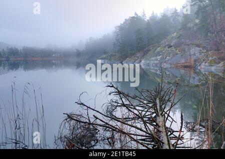 Albero morto caduto a Råholmen, Bogesundslandet, fuori Vaxholm, Svezia, durante un inverno in anticipo Foto Stock