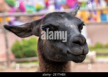 Lama glama addomesticata nella Valle Sacra del Perù Foto Stock