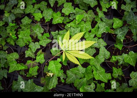 Foglia gialla di Cannabis su Ivy comune, primo piano delle piante, marijuana Foto Stock