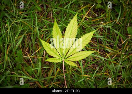 Foglia gialla di Cannabis sull'erba, primo piano delle piante, marijuana Foto Stock