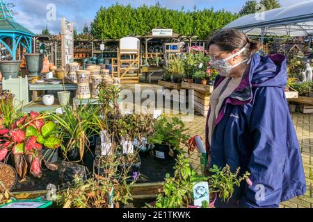 Donna che acquista in un centro giardino, indossando una maschera durante la pandemia del coronavirus 2020 COVID-19. Foto Stock