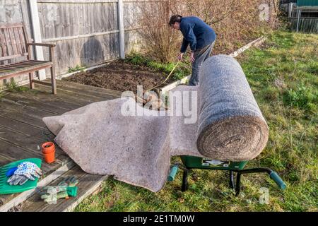 Donna che si prepara a mettere una lunghezza di erbacce biodegradabili matting in un bordo di giardino, prima di piantare una siepe. Foto Stock