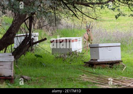 Il gerenuk tra le piante nella savana. Gazzella tra le prove nell'apiario Foto Stock