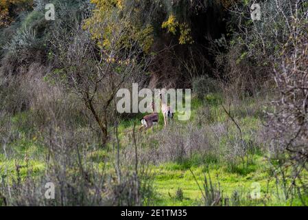 Il gerenuk tra le piante nella savana. Gazzella tra le prove nell'apiario Foto Stock