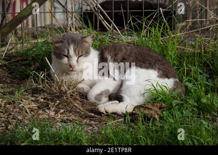 Gatto senza casa che dorme in strada Foto Stock