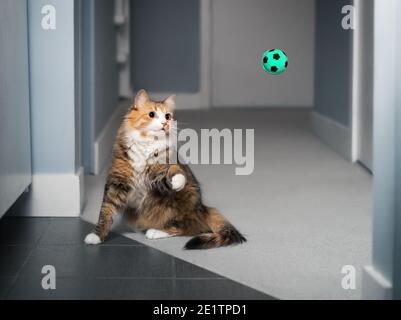 Cat che gioca a fetch con la palla. Gatto in movimento con zampa sollevata, pronto a prendere la palla in aria. Concetto di stimolazione mentale e fisica per animali o Foto Stock