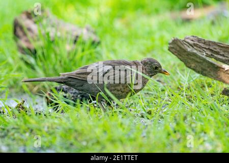 Il ricattino maschio nero si trova in un prato verde. Il uccello nero comune, Turdus merula, visto dal lato Foto Stock