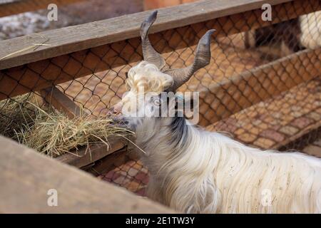 Shaggy capra bianca di montagna che mangia Foto Stock