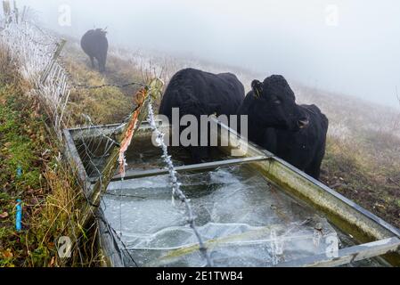 Steyning, Regno Unito. 09 gennaio 2021. Young Aberdeen Angus Cattle drink da un canale di acqua ghiacciata sulla South Downs Way vicino Chanctonbury Ring in Sussex Photo Credit: Julia Claxton/Alamy Live News Foto Stock