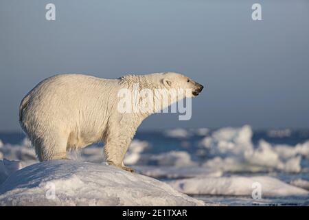 L'orso polare si trova su un iceberg. Oceano Artico a nord di Spitzbergen Foto Stock