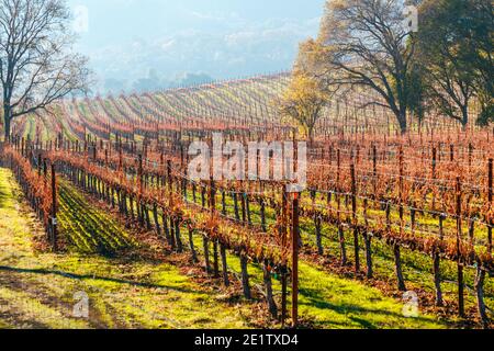 File di viti autunnali sulla collina Napa Valley California Foto Stock