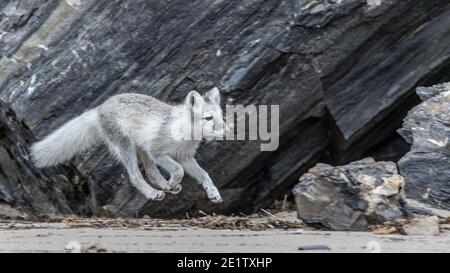 Le volpi artiche giocano sulla spiaggia di Kings Bay, vicino a NY-Alesund Foto Stock