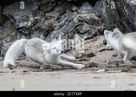 Le volpi artiche giocano sulla spiaggia di Kings Bay, vicino a NY-Alesund Foto Stock