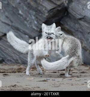 Le volpi artiche giocano sulla spiaggia di Kings Bay, vicino a NY-Alesund Foto Stock