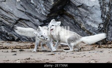 Le volpi artiche giocano sulla spiaggia di Kings Bay, vicino a NY-Alesund Foto Stock