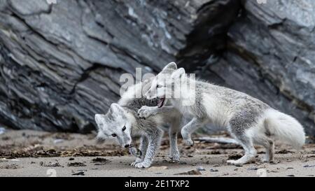 Le volpi artiche giocano sulla spiaggia di Kings Bay, vicino a NY-Alesund Foto Stock