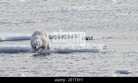 Un orso polare salta da una gallina di ghiaccio mentre un secondo orso si avvicina. Foto Stock