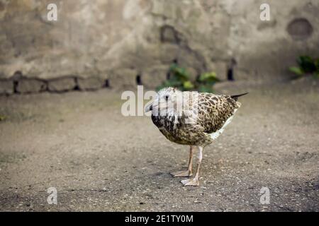 cuccioli uccello bambino caduto dal nido Foto Stock