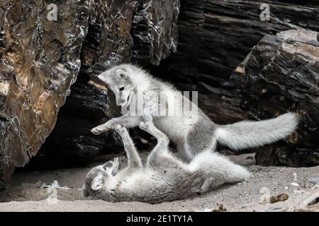 Le volpi artiche giocano sulla spiaggia di Kings Bay, vicino a NY-Alesund Foto Stock