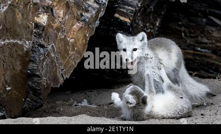 Le volpi artiche giocano sulla spiaggia di Kings Bay, vicino a NY-Alesund Foto Stock