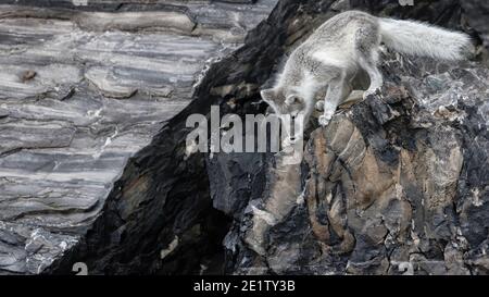 Le volpi artiche giocano sulla spiaggia di Kings Bay, vicino a NY-Alesund Foto Stock