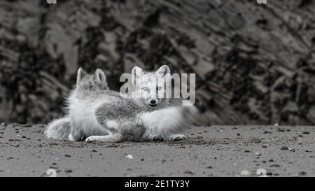 Le volpi artiche giocano sulla spiaggia di Kings Bay, vicino a NY-Alesund Foto Stock