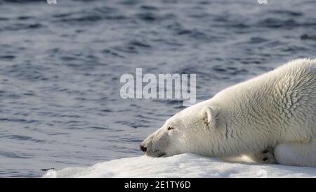 I poggia polari su una gallina di ghiaccio. Oceano Artico a nord di Spitzbergen Foto Stock