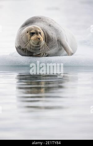 Walrus riposa su una gallina di ghiaccio Foto Stock