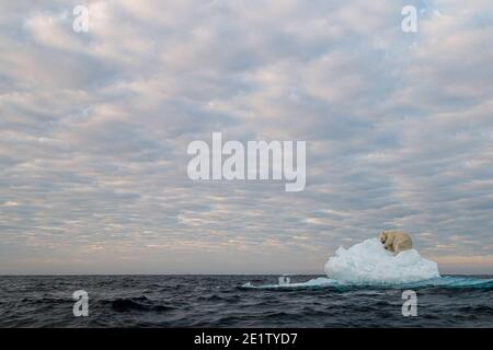 Sotto un grande cielo, un orso polare adulto solitario dorme su un solitario galleggiante di ghiaccio nell'oceano artico a nord di Spitzbergen, riposandosi prima della sua prossima nuotata. Foto Stock