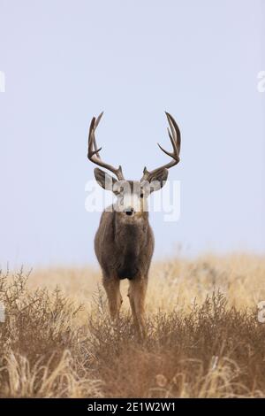 Mule Deer buck ritratto in un campo Foto Stock