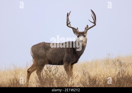 Mule Deer buck ritratto in un campo Foto Stock