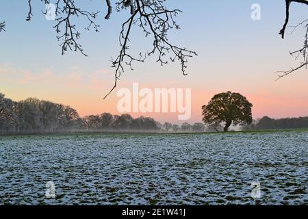 Fackenden giù, a Kent, vicino a Sevenoaks, in neve e gelo nel gennaio 2021 nel tardo pomeriggio. Alberi ghiacciati, viste nebbie, rami ghiacciati, strada ghiacciata Foto Stock