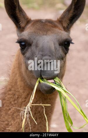 Lama glama addomesticata nella Valle Sacra del Perù Foto Stock