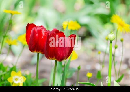 Sfondo sfocato con tulipani rossi in giardino. Messa a fuoco selettiva Foto Stock