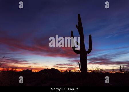 Paesaggio desertico panoramico con silhouette di Saguaro Cactus al tramonto a Phoenix, Arizona Foto Stock