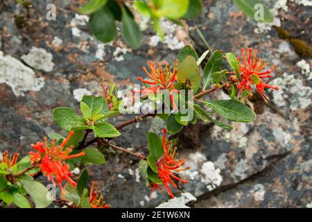 Un ramoscello di fiori di focolare cileno (embothrium coccineum) sotto la pioggia al Parco Nazionale Torres del Paine, Patagonia, Cile Foto Stock