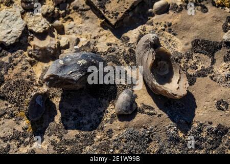 Fossil Oyster, Gryphaea spp., conchiglie si trovano al Red Gulch Dinosaur Tracksite sulla terra BLM vicino Greybull e Shell, Wyoming, USA Foto Stock