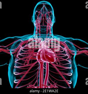 Cuore umano con sistema circolatorio Anatomia per Medical Concept 3D Illustrazione Foto Stock