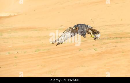 falco arabo che cattura la sua preda in volo Foto Stock