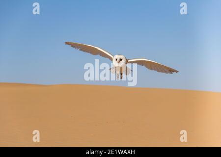 Gufo di fienile che sorvola una duna nel deserto arabo Foto Stock