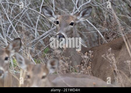 Cervi dalla coda bianca con fawns, Texas Foto Stock